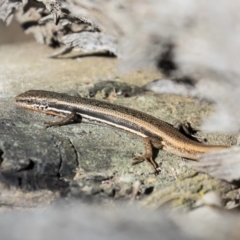 Morethia boulengeri (Boulenger's Skink) at Hawker, ACT - 24 Oct 2019 by AlisonMilton