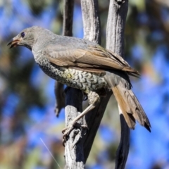 Ptilonorhynchus violaceus (Satin Bowerbird) at The Pinnacle - 23 Oct 2019 by Alison Milton