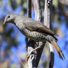 Ptilonorhynchus violaceus at Hawker, ACT - 24 Oct 2019 09:01 AM