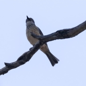 Pachycephala rufiventris at Hawker, ACT - 24 Oct 2019