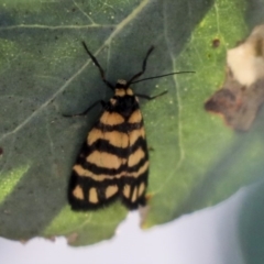 Asura lydia (Lydia Lichen Moth) at Hawker, ACT - 24 Oct 2019 by AlisonMilton