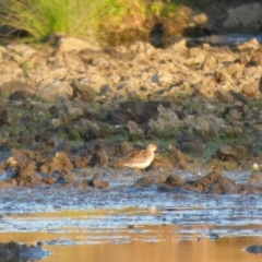 Calidris acuminata (Sharp-tailed Sandpiper) at Bega, NSW - 23 Oct 2019 by Jackie Lambert