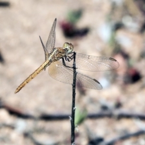 Diplacodes haematodes at Hawker, ACT - 24 Oct 2019 09:52 AM