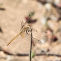 Diplacodes haematodes at Hawker, ACT - 24 Oct 2019