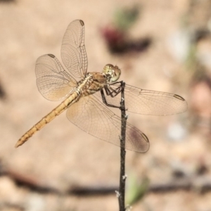 Diplacodes haematodes at Hawker, ACT - 24 Oct 2019