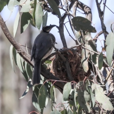 Philemon corniculatus (Noisy Friarbird) at Bruce, ACT - 22 Oct 2019 by AlisonMilton