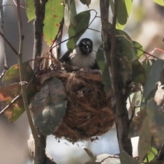 Philemon corniculatus at Bruce, ACT - 22 Oct 2019 10:18 AM