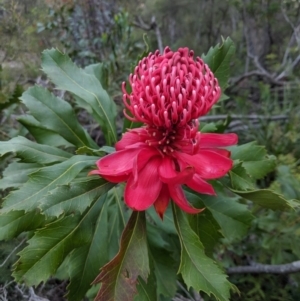 Telopea speciosissima at Robertson - 24 Oct 2019