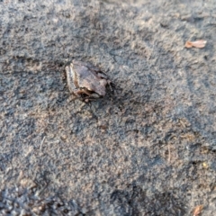 Litoria ewingii at Budderoo National Park - 24 Oct 2019 by Margot