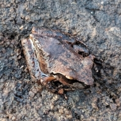 Litoria wilcoxii at Robertson, NSW - 24 Oct 2019