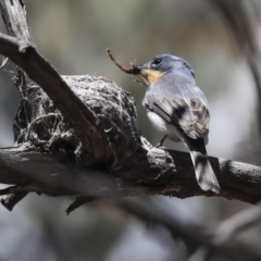 Myiagra rubecula (Leaden Flycatcher) at Bruce Ridge to Gossan Hill - 21 Oct 2019 by AlisonMilton