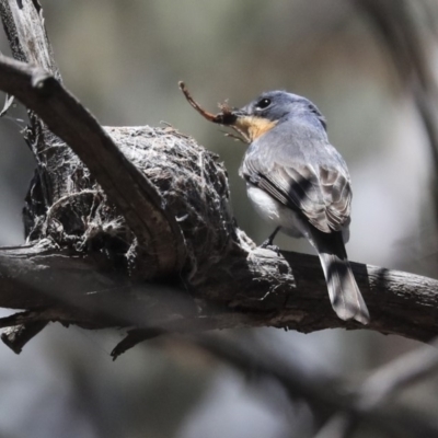 Myiagra rubecula (Leaden Flycatcher) at Bruce, ACT - 22 Oct 2019 by AlisonMilton