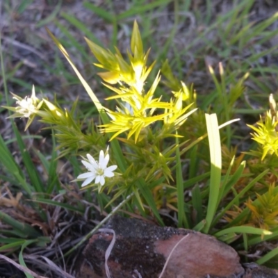 Stellaria pungens (Prickly Starwort) at Yass River, NSW - 24 Oct 2019 by SenexRugosus