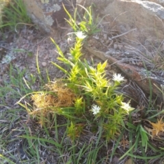 Stellaria pungens at Yass River, NSW - 24 Oct 2019