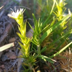 Stellaria pungens at Yass River, NSW - 24 Oct 2019 05:49 PM