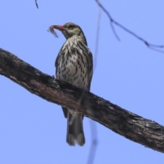 Oriolus sagittatus (Olive-backed Oriole) at Bruce, ACT - 21 Oct 2019 by AlisonMilton
