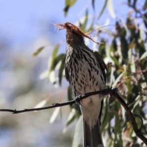 Oriolus sagittatus at Bruce, ACT - 22 Oct 2019