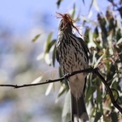 Oriolus sagittatus at Bruce, ACT - 22 Oct 2019