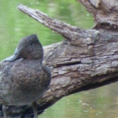 Stictonetta naevosa (Freckled Duck) at Bega, NSW - 23 Oct 2019 by JackieLambert