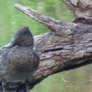 Stictonetta naevosa at Bega, NSW - 23 Oct 2019