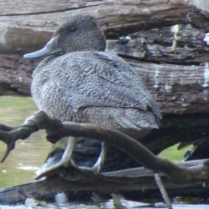 Stictonetta naevosa at Bega, NSW - 23 Oct 2019