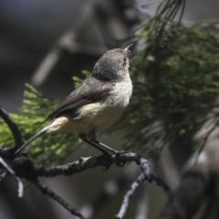 Acanthiza reguloides (Buff-rumped Thornbill) at Bruce, ACT - 22 Oct 2019 by AlisonMilton