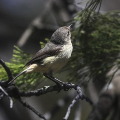 Acanthiza reguloides (Buff-rumped Thornbill) at Bruce, ACT - 21 Oct 2019 by Alison Milton
