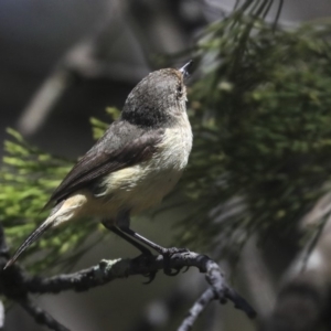 Acanthiza reguloides at Bruce, ACT - 22 Oct 2019