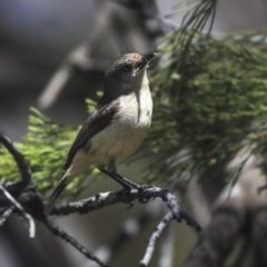 Acanthiza reguloides at Bruce, ACT - 22 Oct 2019