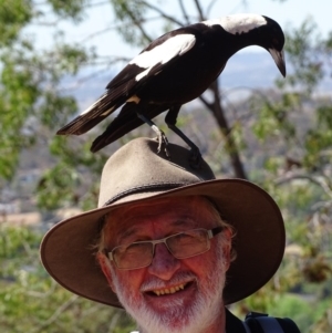 Gymnorhina tibicen at Red Hill, ACT - 24 Oct 2019