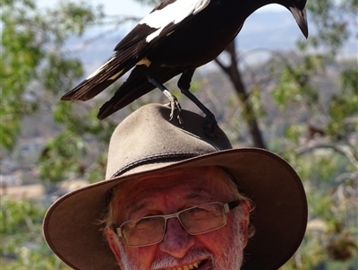 Gymnorhina tibicen (Australian Magpie) at Red Hill, ACT - 24 Oct 2019 by roymcd