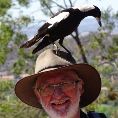 Gymnorhina tibicen (Australian Magpie) at Red Hill Nature Reserve - 23 Oct 2019 by roymcd