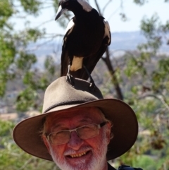 Gymnorhina tibicen at Red Hill, ACT - 24 Oct 2019