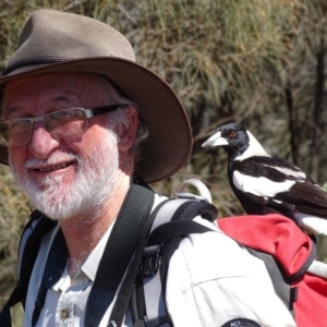 Gymnorhina tibicen at Red Hill, ACT - 24 Oct 2019