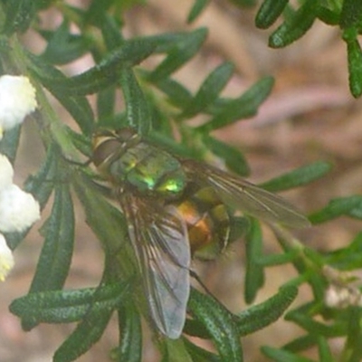 Rutilia (Microrutilia) sp. (genus & subgenus) (A Bristle fly) at Aranda, ACT - 19 Nov 2012 by JanetRussell