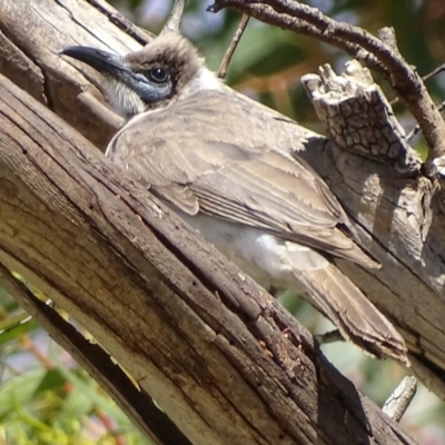 Philemon citreogularis (Little Friarbird) at Jerrabomberra Wetlands - 18 Oct 2019 by roymcd
