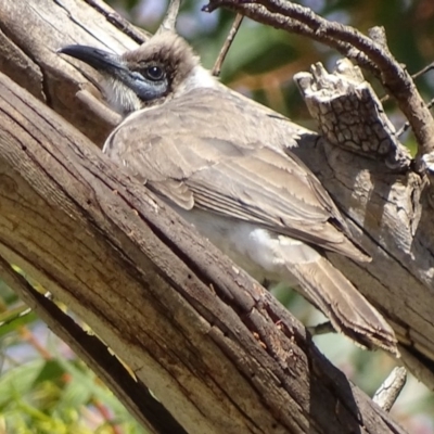 Philemon citreogularis (Little Friarbird) at Fyshwick, ACT - 18 Oct 2019 by roymcd