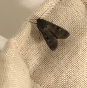 Agrotis infusa at Aranda, ACT - 24 Oct 2019