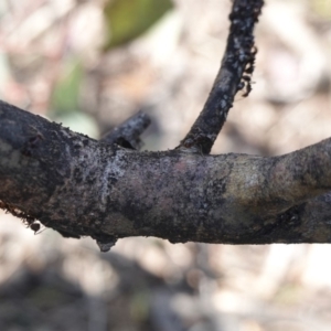 Papyrius nitidus at Deakin, ACT - suppressed