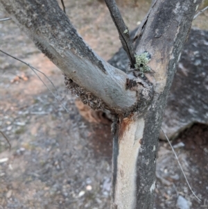 Papyrius nitidus at Deakin, ACT - suppressed