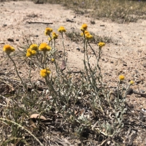 Chrysocephalum apiculatum at Stirling, ACT - 24 Oct 2019