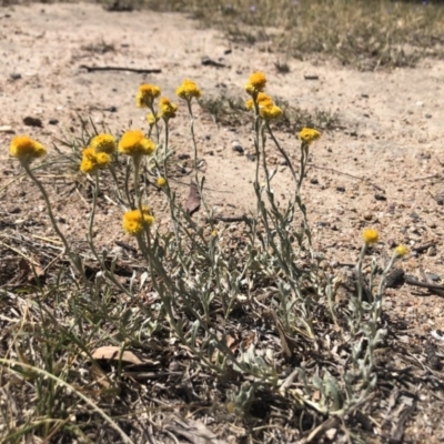 Chrysocephalum apiculatum (Common Everlasting) at Stirling, ACT - 24 Oct 2019 by Nat