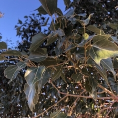 Brachychiton populneus subsp. populneus (Kurrajong) at Berremangra, NSW - 21 Oct 2019 by Nat
