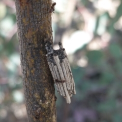 Clania lewinii & similar Casemoths (Parallel stick Case Moths) at Deakin, ACT - 24 Oct 2019 by JackyF