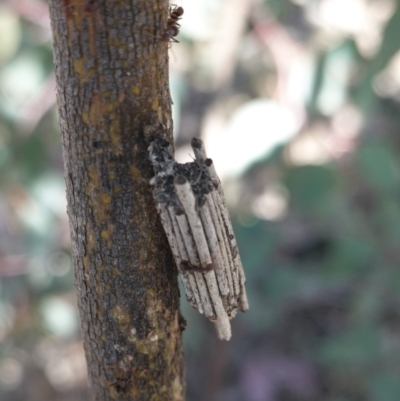 Clania lewinii & similar Casemoths (Parallel stick Case Moths) at Deakin, ACT - 24 Oct 2019 by JackyF