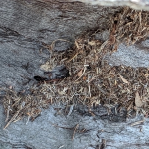 Papyrius nitidus at Red Hill, ACT - suppressed