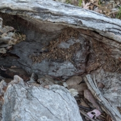 Papyrius nitidus at Red Hill, ACT - suppressed