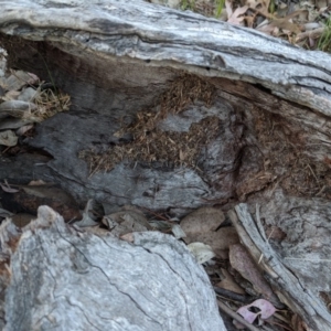 Papyrius nitidus at Red Hill, ACT - suppressed