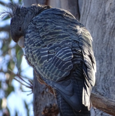 Callocephalon fimbriatum (Gang-gang Cockatoo) at Red Hill, ACT - 18 Oct 2019 by roymcd