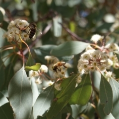 Eucalyptus polyanthemos (Red Box) at Hughes, ACT - 24 Oct 2019 by JackyF